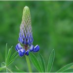 Kleine Lupine