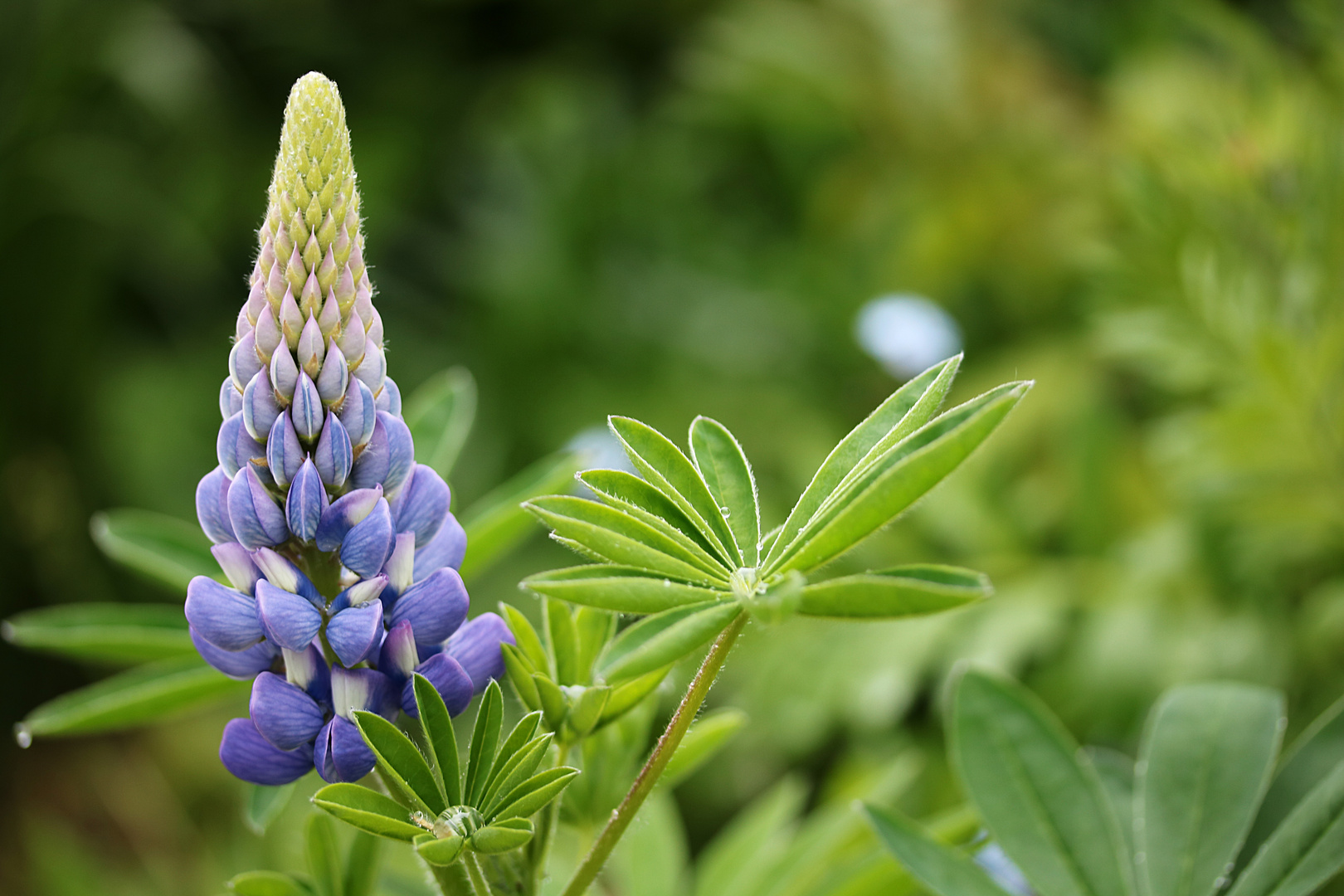 kleine Lupine in blau