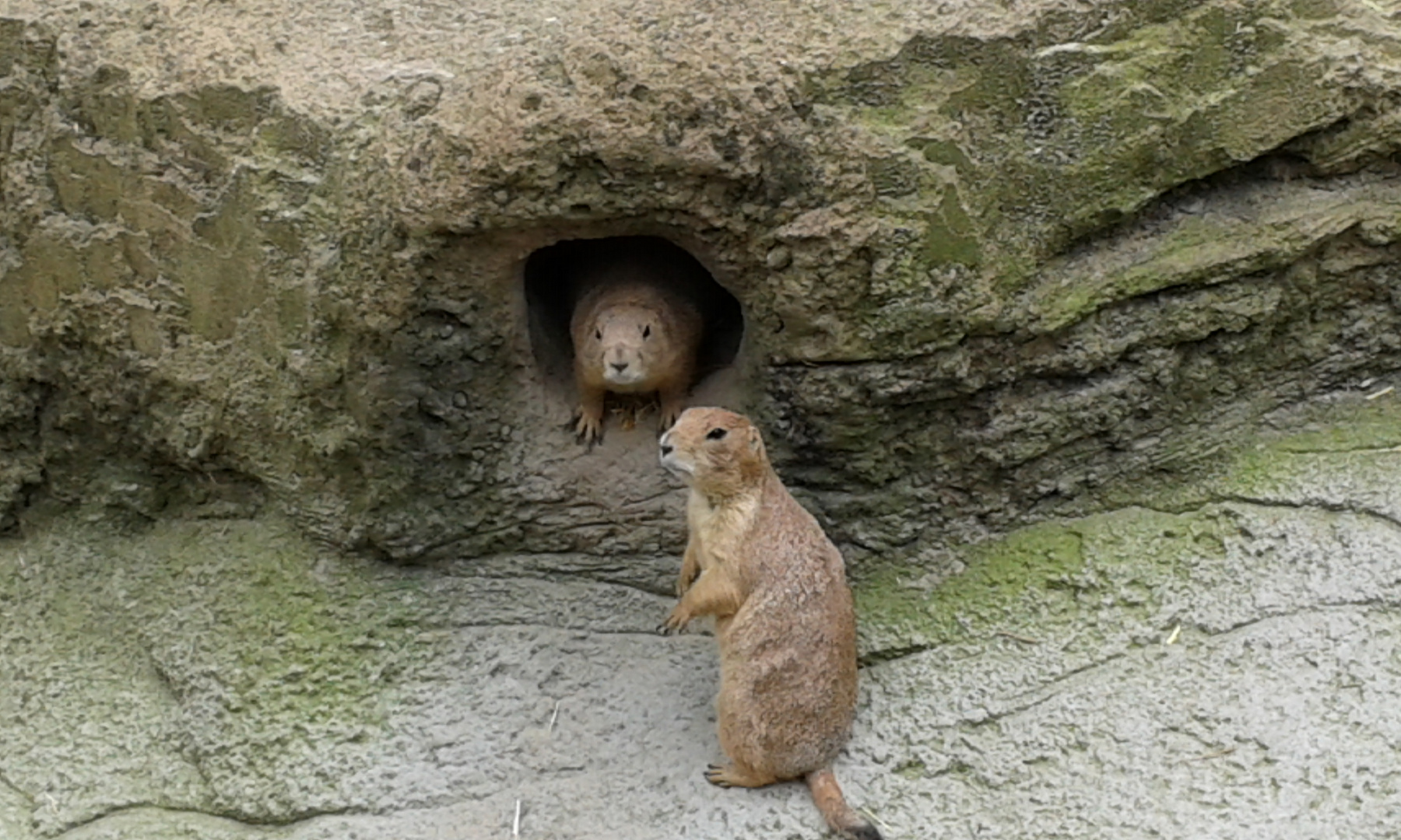 kleine Männchen