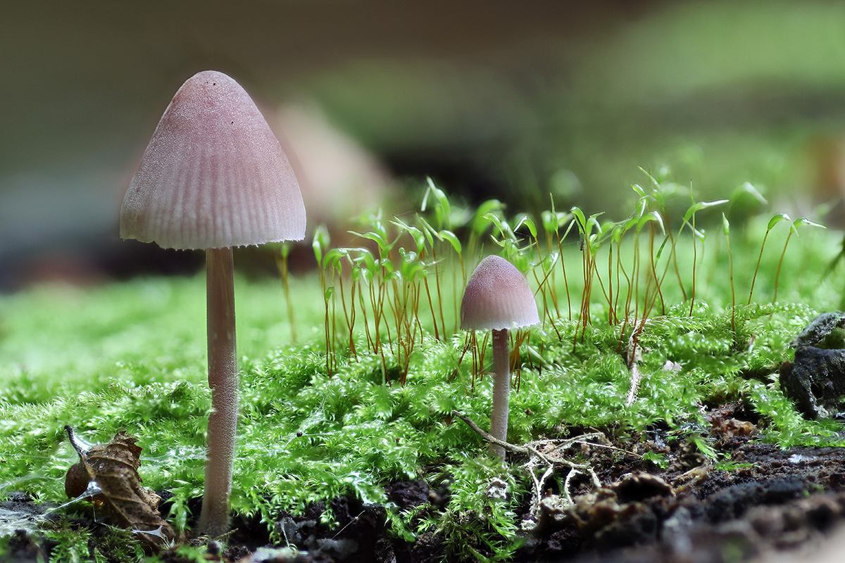 Kleine Männer im Wald