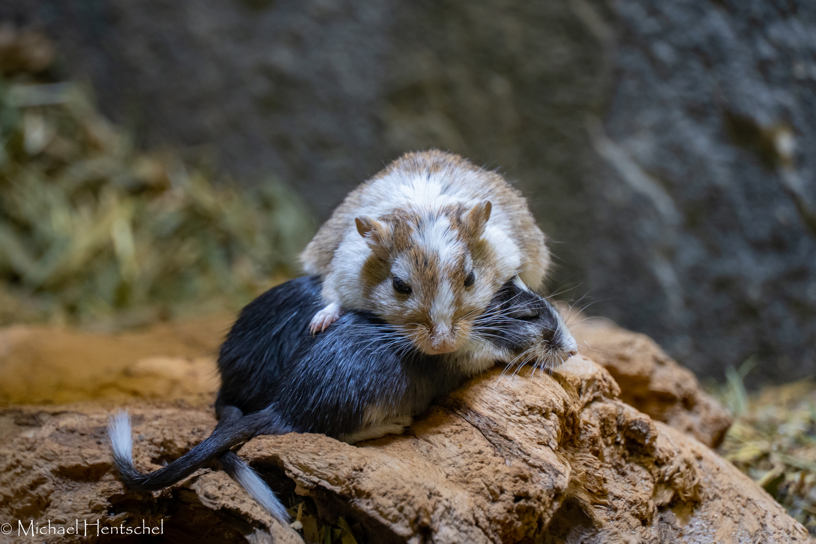 Kleine Mäuse Foto & Bild tiere, zoo, wildpark & falknerei, säugetiere