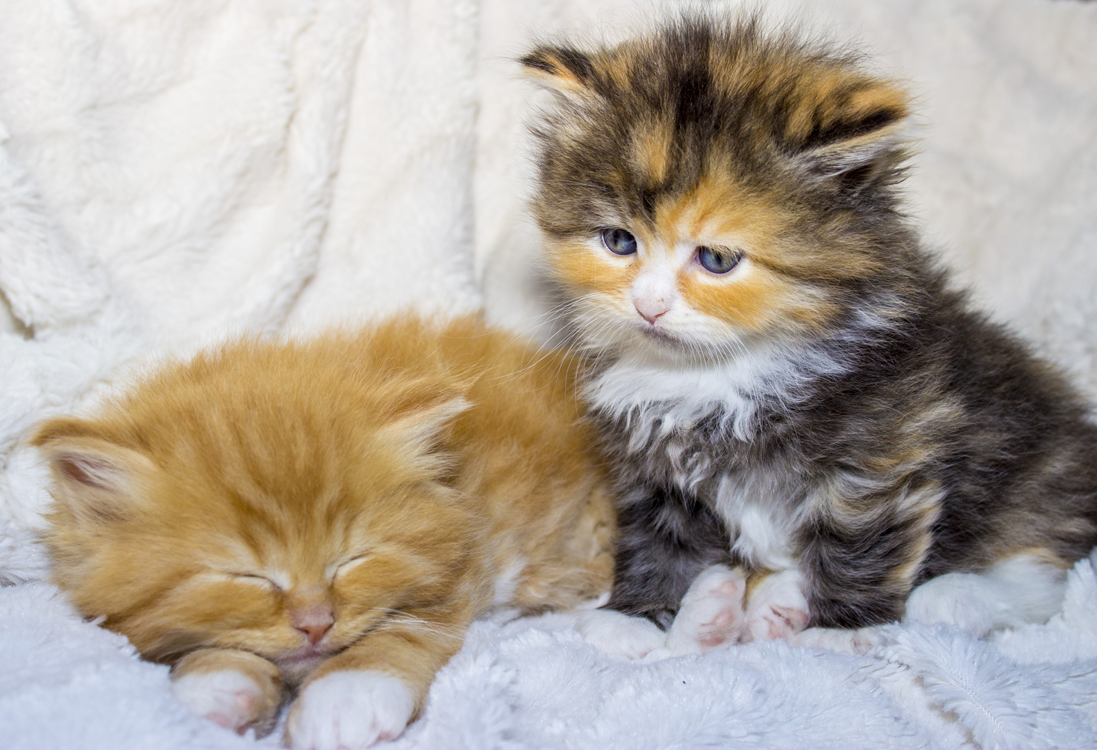 Kleine Maine Coon Katzen Babys