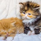 Kleine Maine Coon Katzen Babys