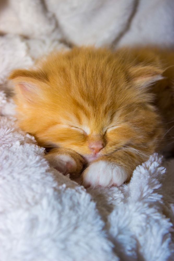 Kleine Maine Coon Katzen Babys Foto & Bild | tiere, tierkinder, baby