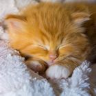 Kleine Maine Coon Katzen Babys