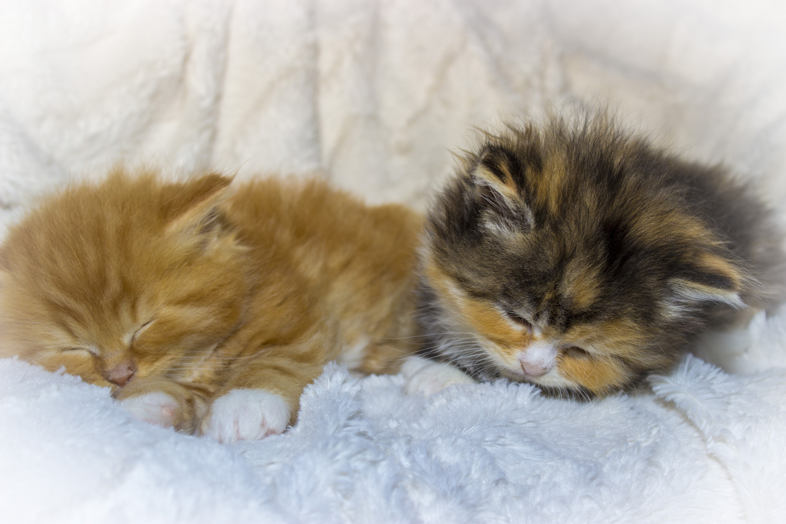 Kleine Maine Coon Katzen Babys