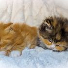 Kleine Maine Coon Katzen Babys