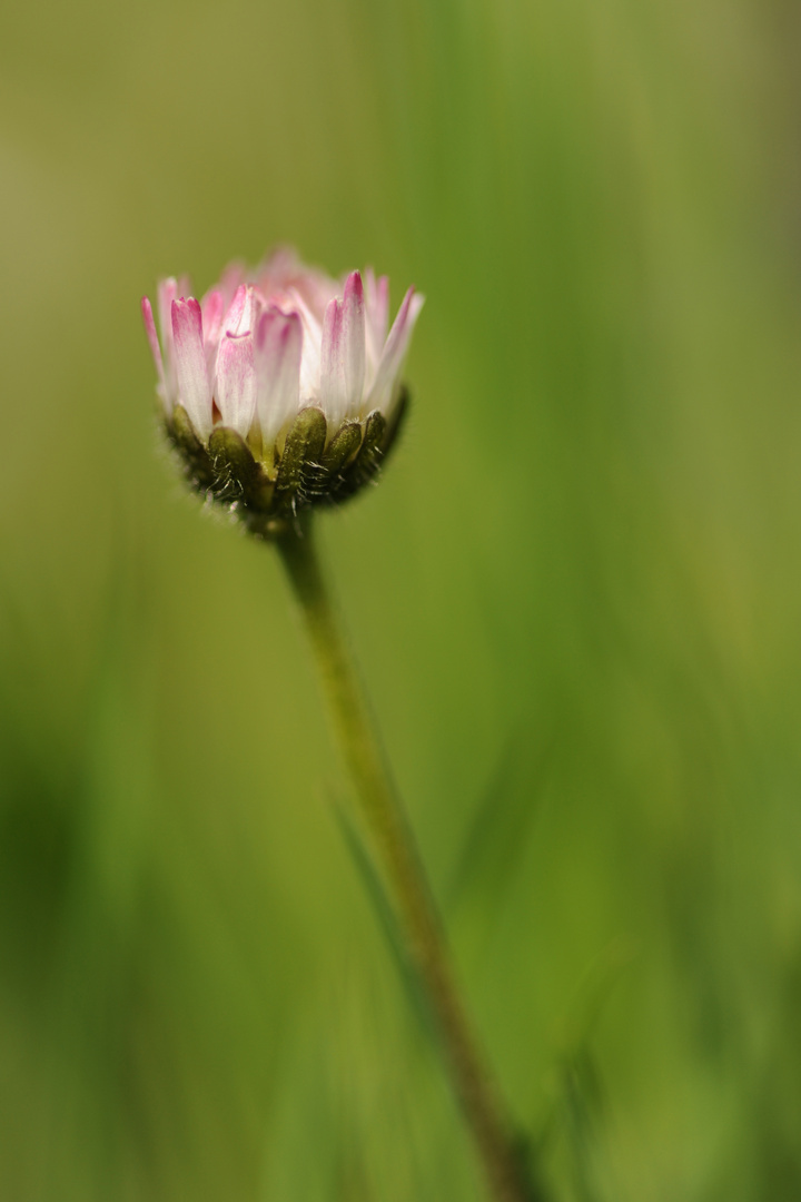 „Kleine Margerite“