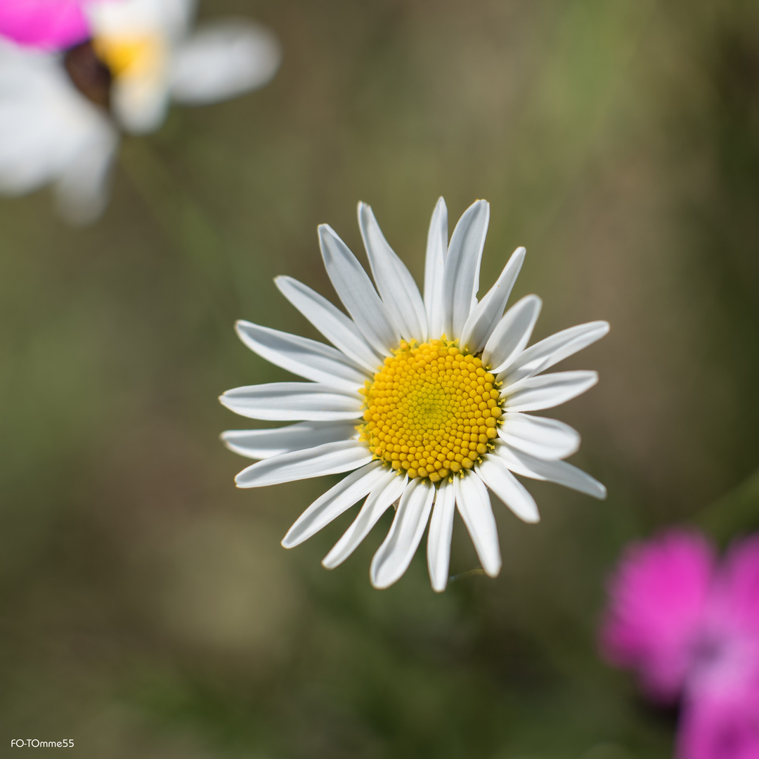 Kleine Margerite