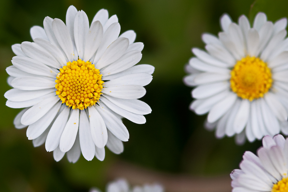 Kleine Margerite