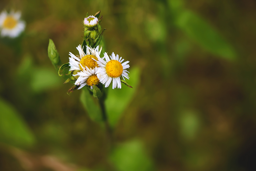 kleine Margeriten