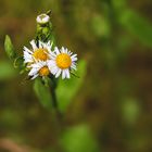 kleine Margeriten