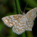 kleine marmorierte Plane