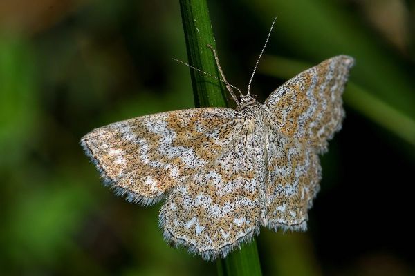 kleine marmorierte Plane