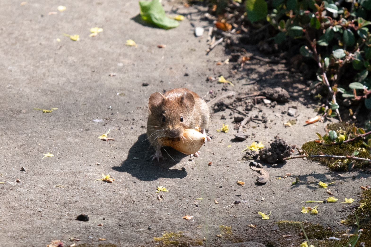 kleine Maus