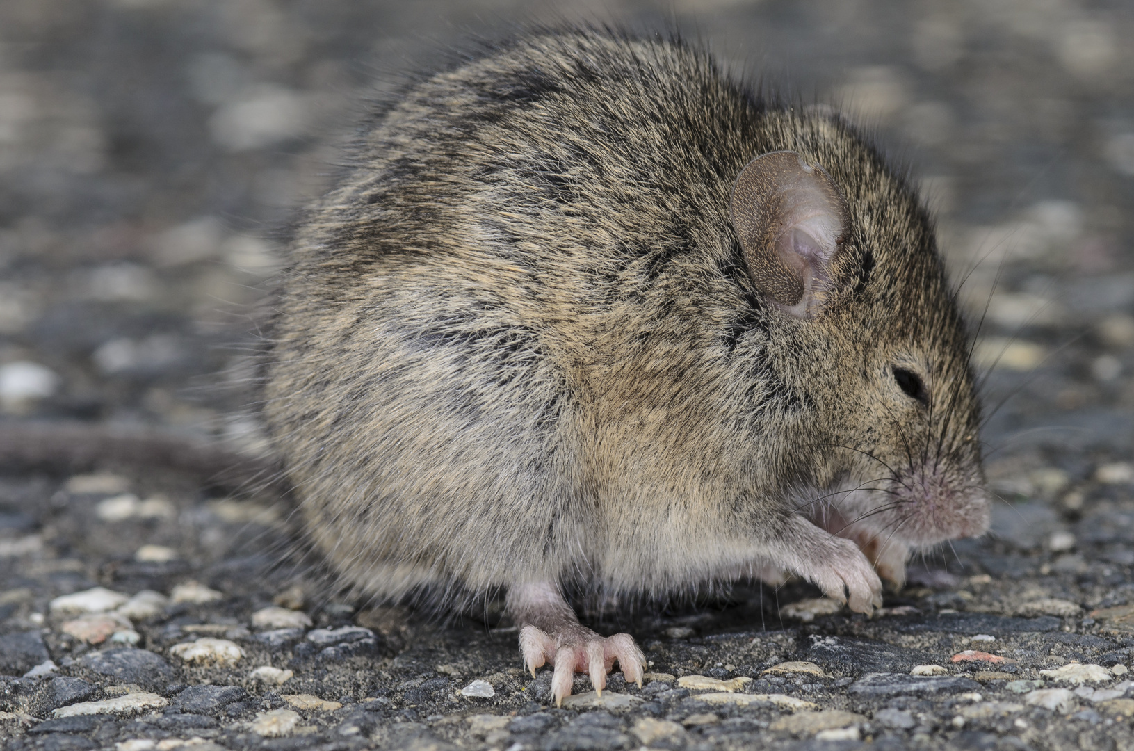 Kleine Maus