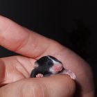 kleine Maus..