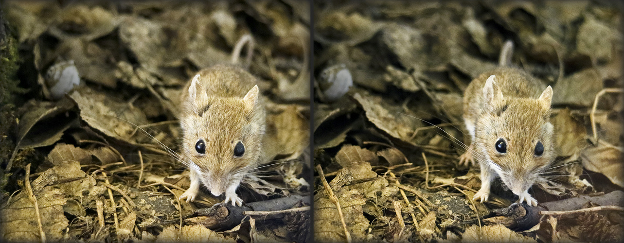 kleine Maus (3D)