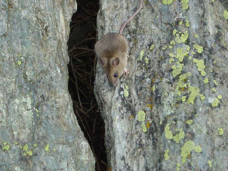 Kleine Maus