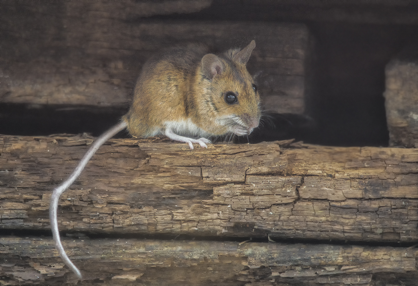 Kleine Maus