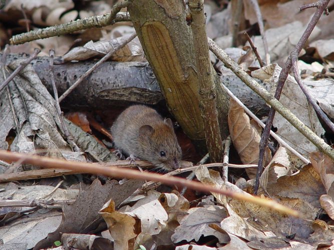 Kleine Maus