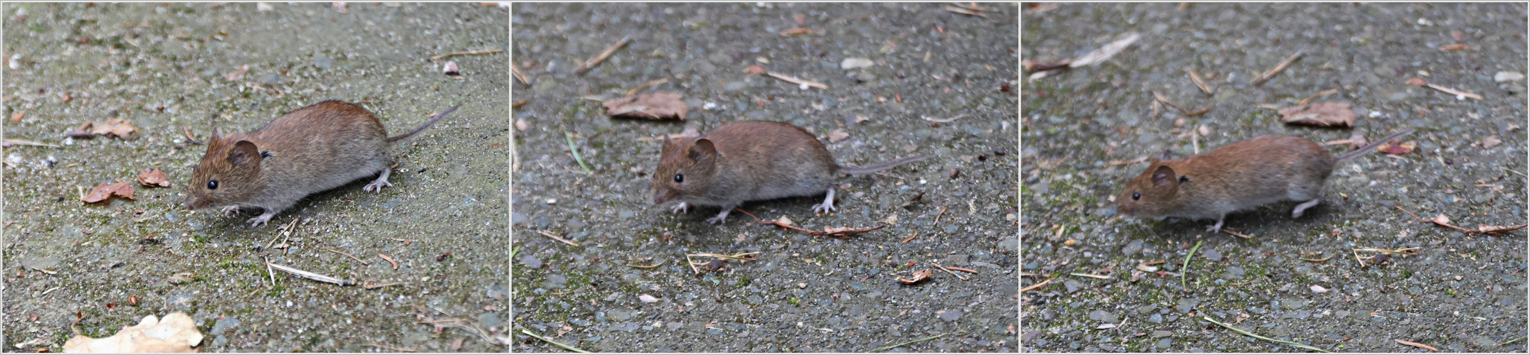 kleine Maus