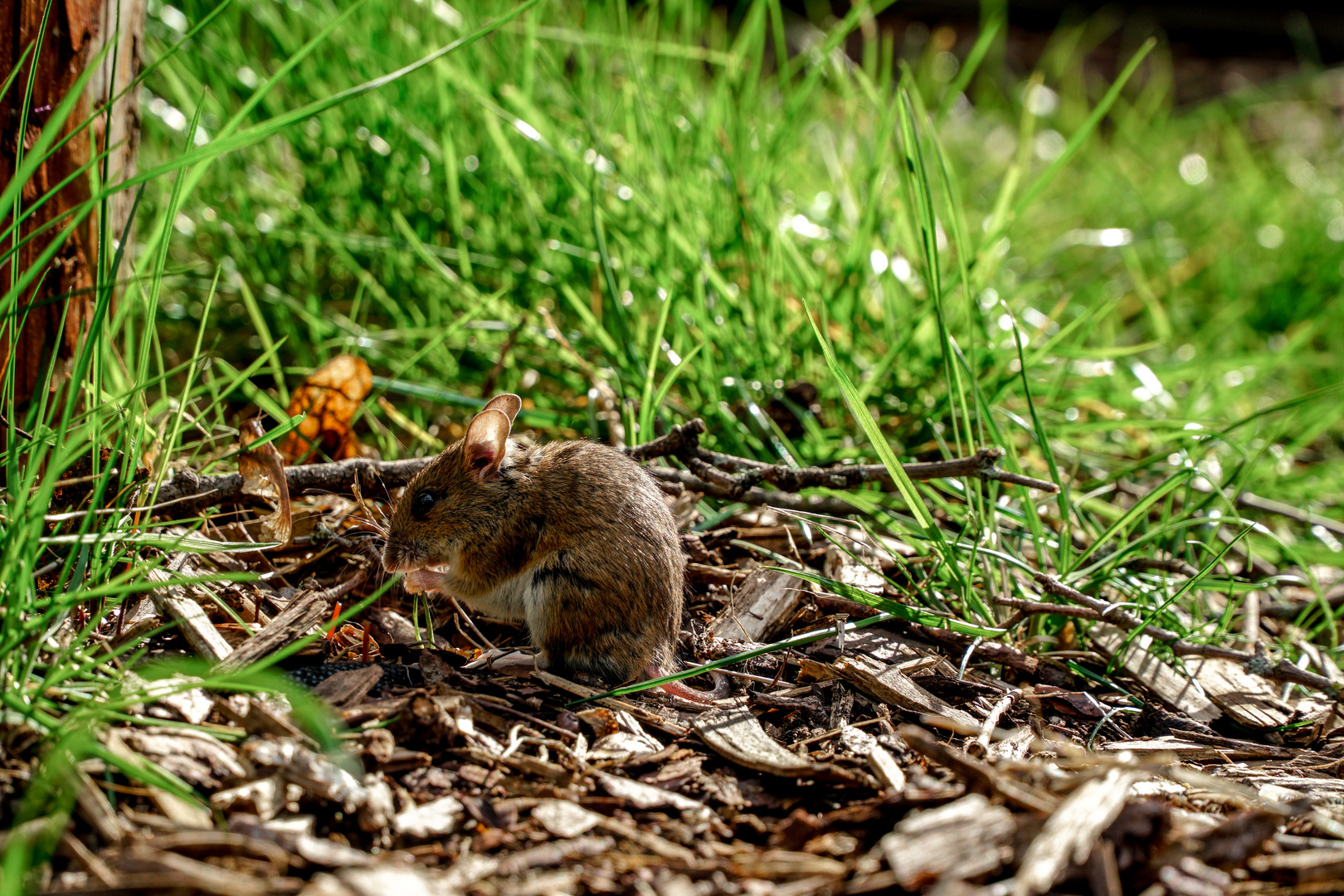 — Kleine Maus beim Essen —