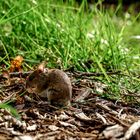 — Kleine Maus beim Essen —