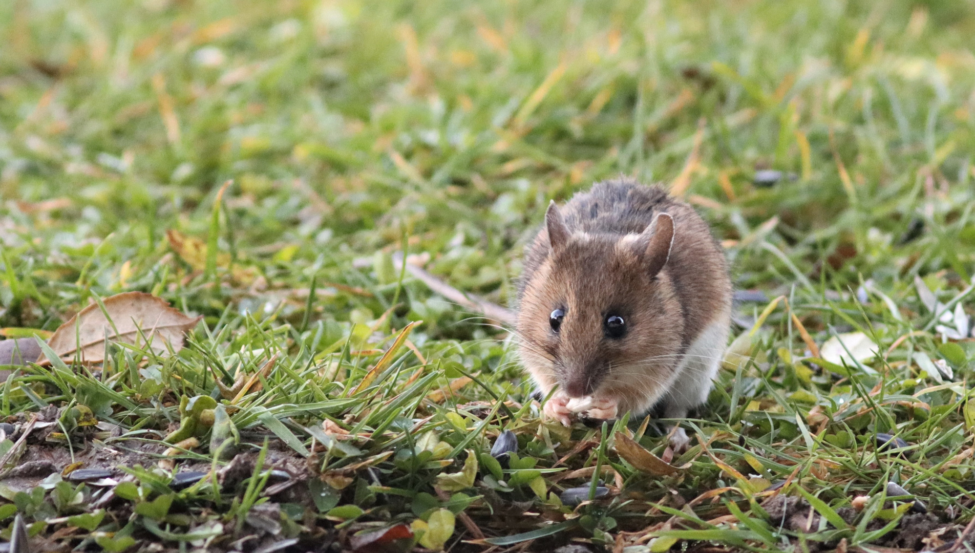 kleine Maus