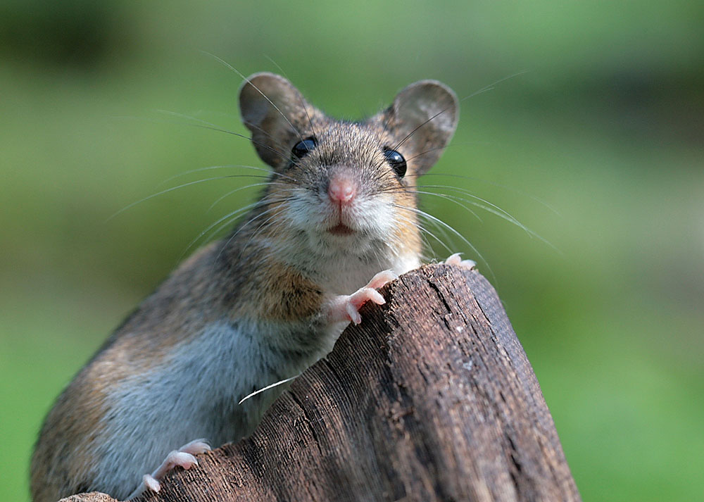 kleine maus