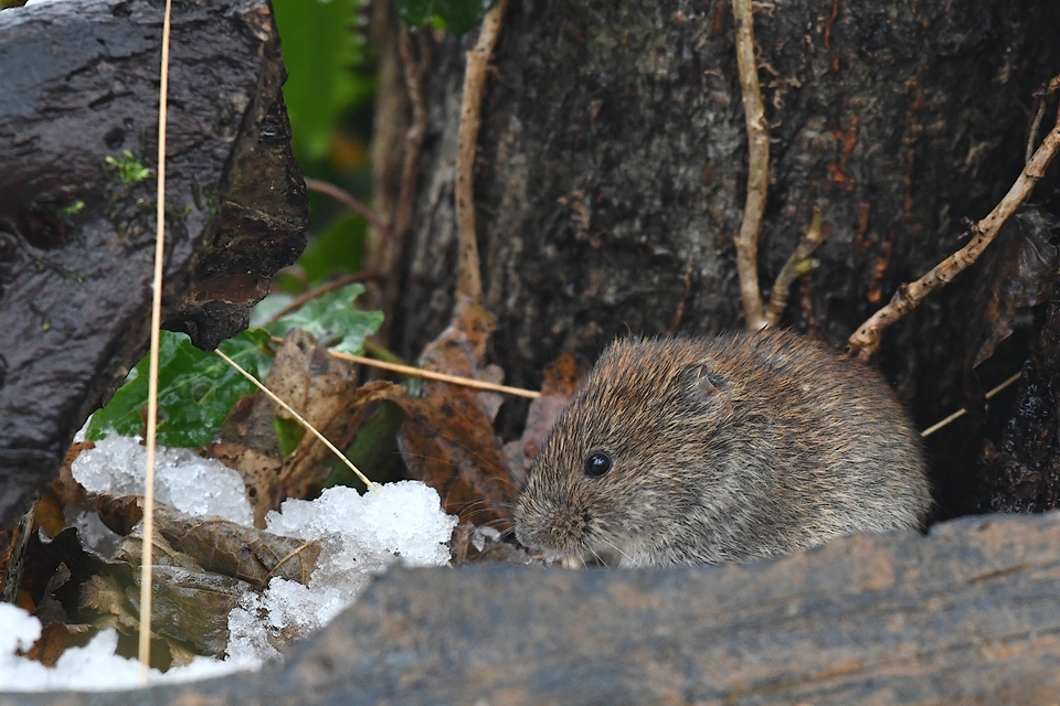 .... kleine Maus ....