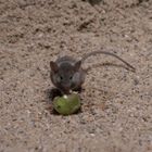 kleine Maus