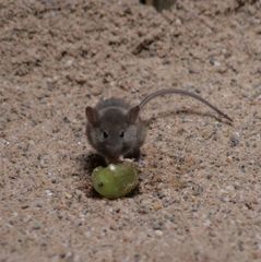 kleine Maus