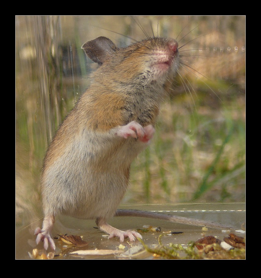 Kleine Maus ... ganz groß