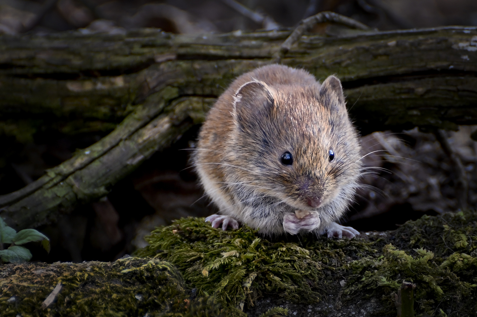 Kleine Maus hat eine Erdnuß gefunden
