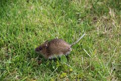 kleine Maus im Garten