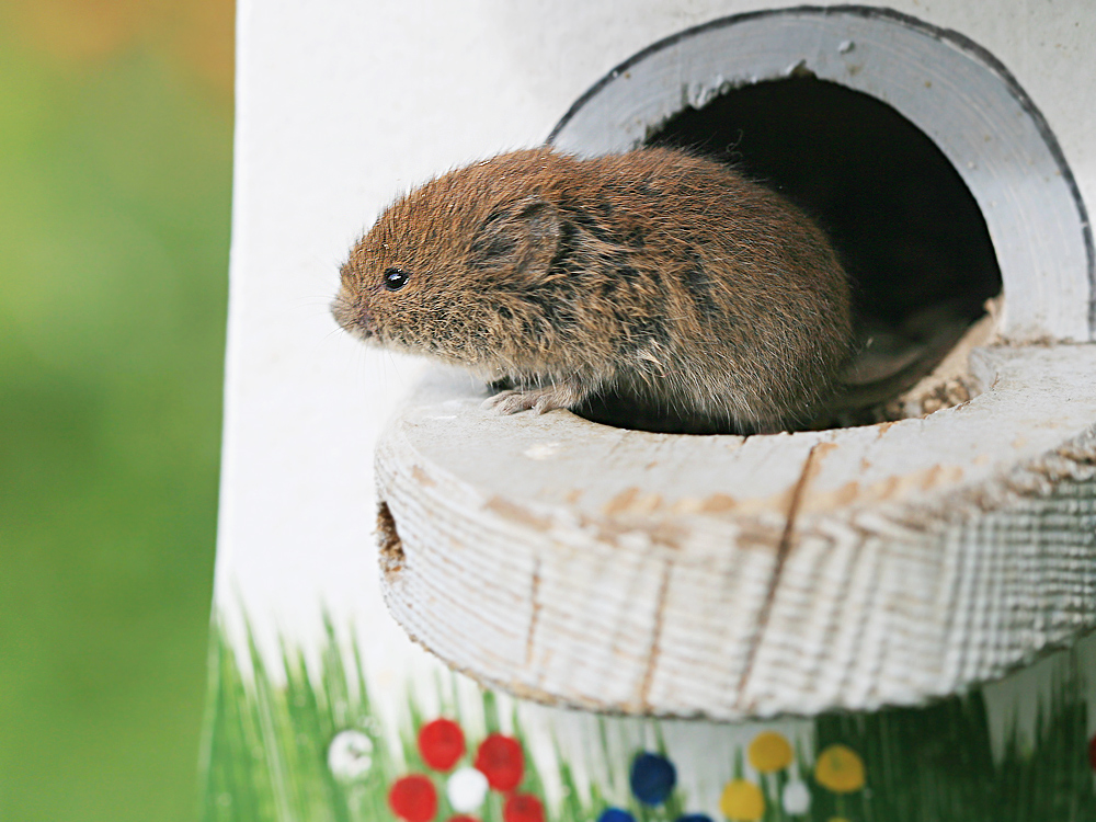 Kleine Maus im Vogelhaus