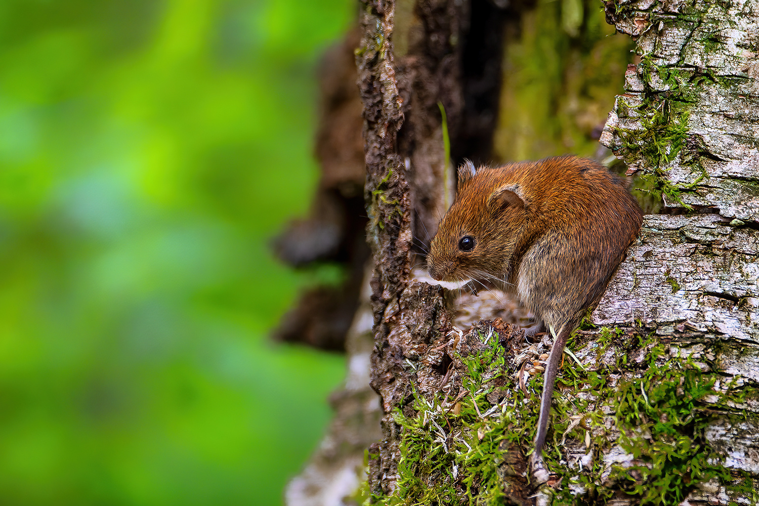 Kleine Maus im Wald.