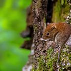 Kleine Maus im Wald.