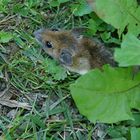 ... kleine Maus - macht grosse Augen ....