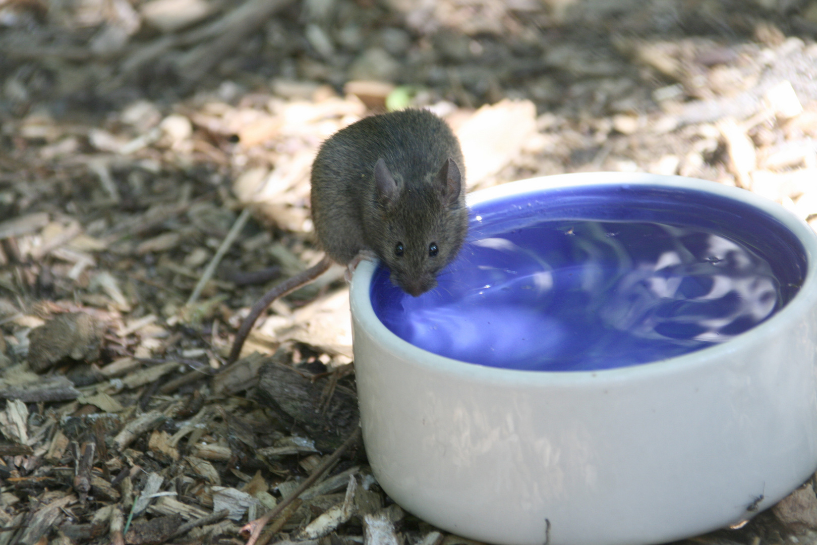 kleine Maus mit riesen Durst