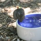kleine Maus mit riesen Durst