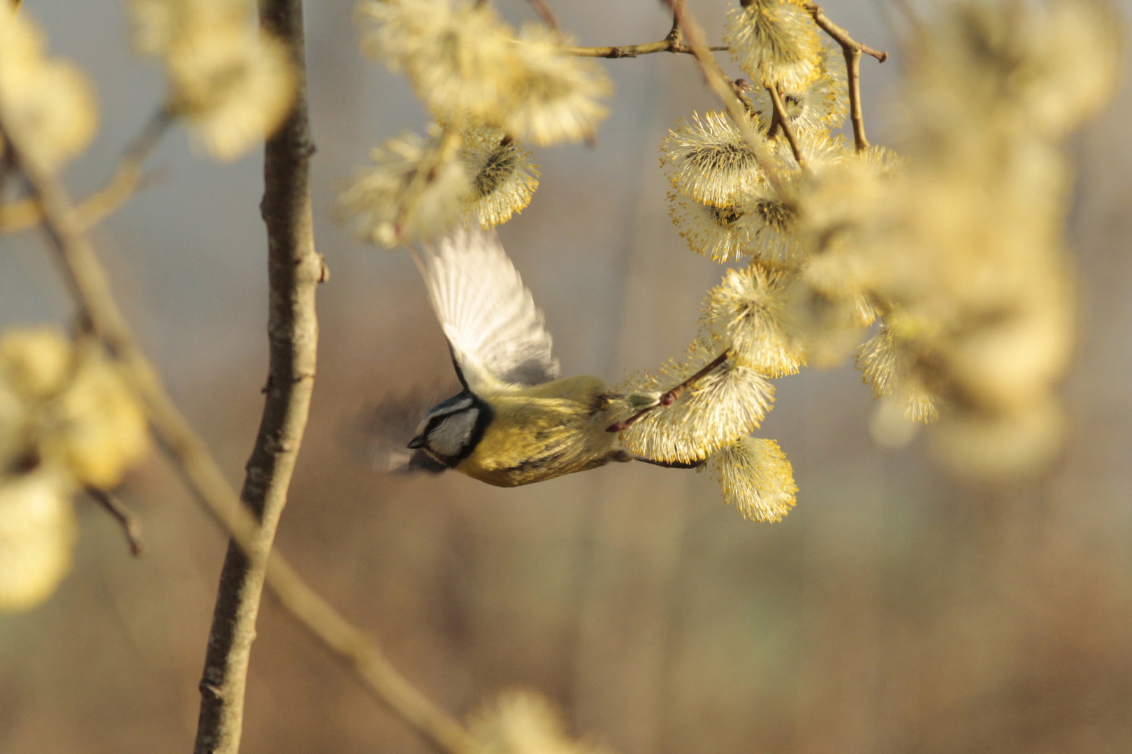 Kleine Meise flieg...