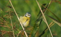 Kleine Meise im Schilf