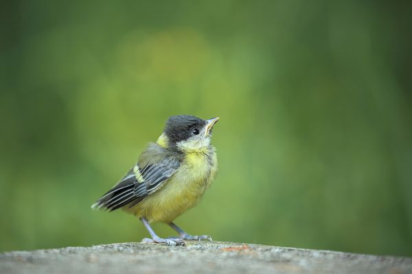 Kleine Meise, kleine Meise  ......