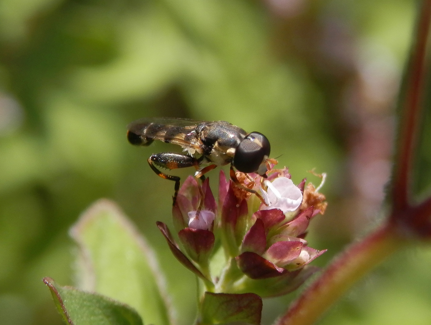 Kleine Mistbiene oder Gemeine Keulenschwebfliege (Syritta pipiens)