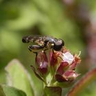 Kleine Mistbiene oder Gemeine Keulenschwebfliege (Syritta pipiens)