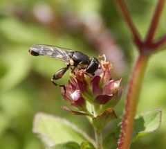 Kleine Mistbiene oder Gemeine Keulenschwebfliege (Syritta pipiens)