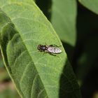 Kleine Mistbiene oder Gemeine Keulenschwebfliege (Syritta pipiens)