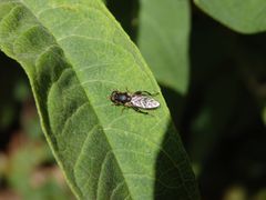 Kleine Mistbiene oder Gemeine Keulenschwebfliege (Syritta pipiens)